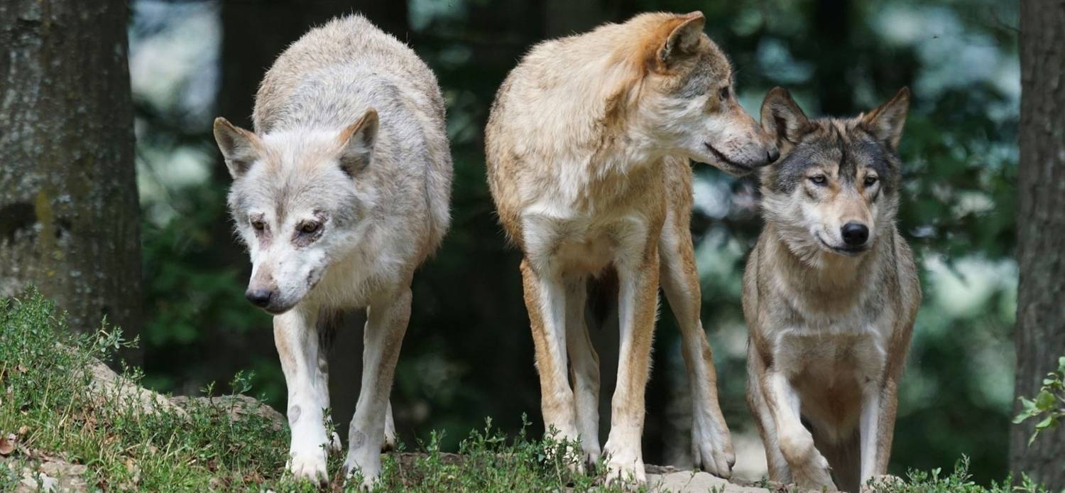 loups du Mercantour