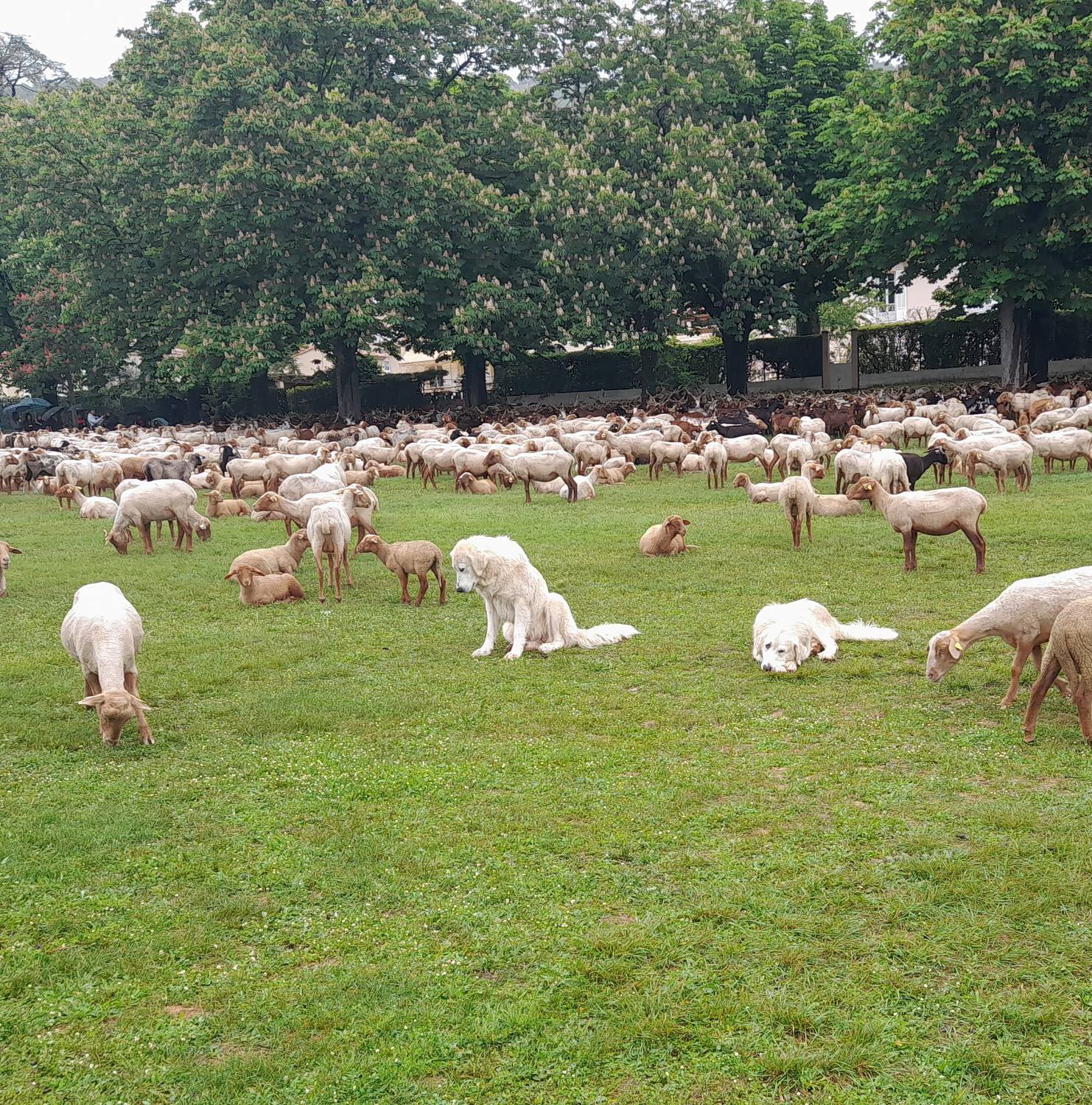 Notre rétrospective 2023 : le 21 mai 2023 ; transhumance ; Saint-Vallier de Thiey