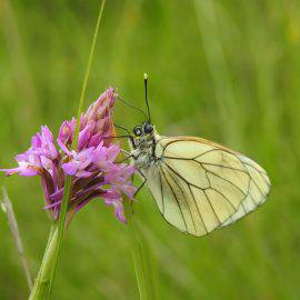 papillon, sortie