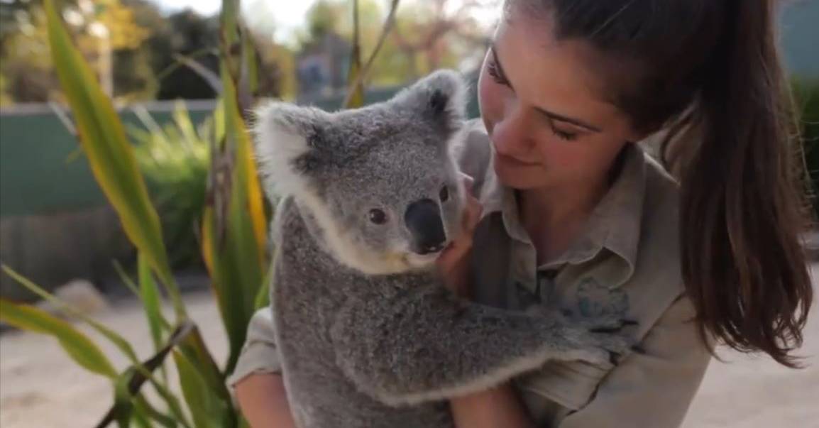 Коала рука. Коала с человеком. Девушка с коалой. Коала девочка. Коала на руках.