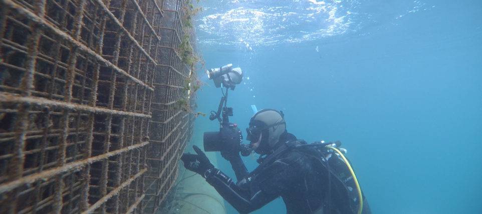 Biodiversité marine :