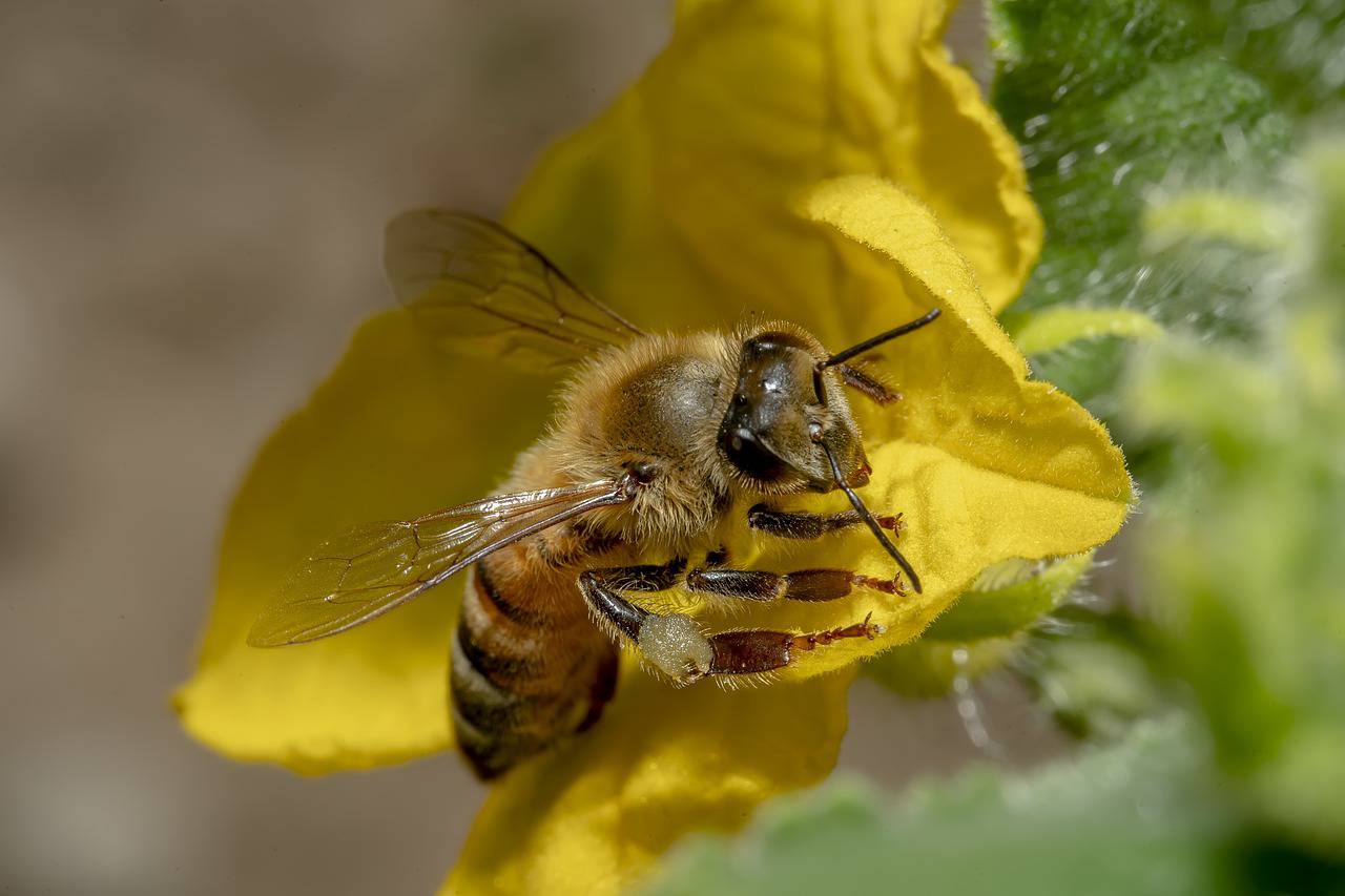 apiculteur ; horticulteur ; Visite de la passion ; mimosa ; Ruches ; abeilles ; Tanneron ; Unesco ; Chemins parfumés ; beekeeper; horticulturist; Visit of the passion; mimosa; beehives; bees; Tanneron; Unesco; Fragrant paths;