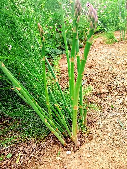 culture d'asperges