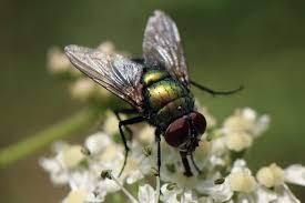 Lucilia sericata; mouche à merde; pollinisatrice; éboueur de la nature; Mouche médecin