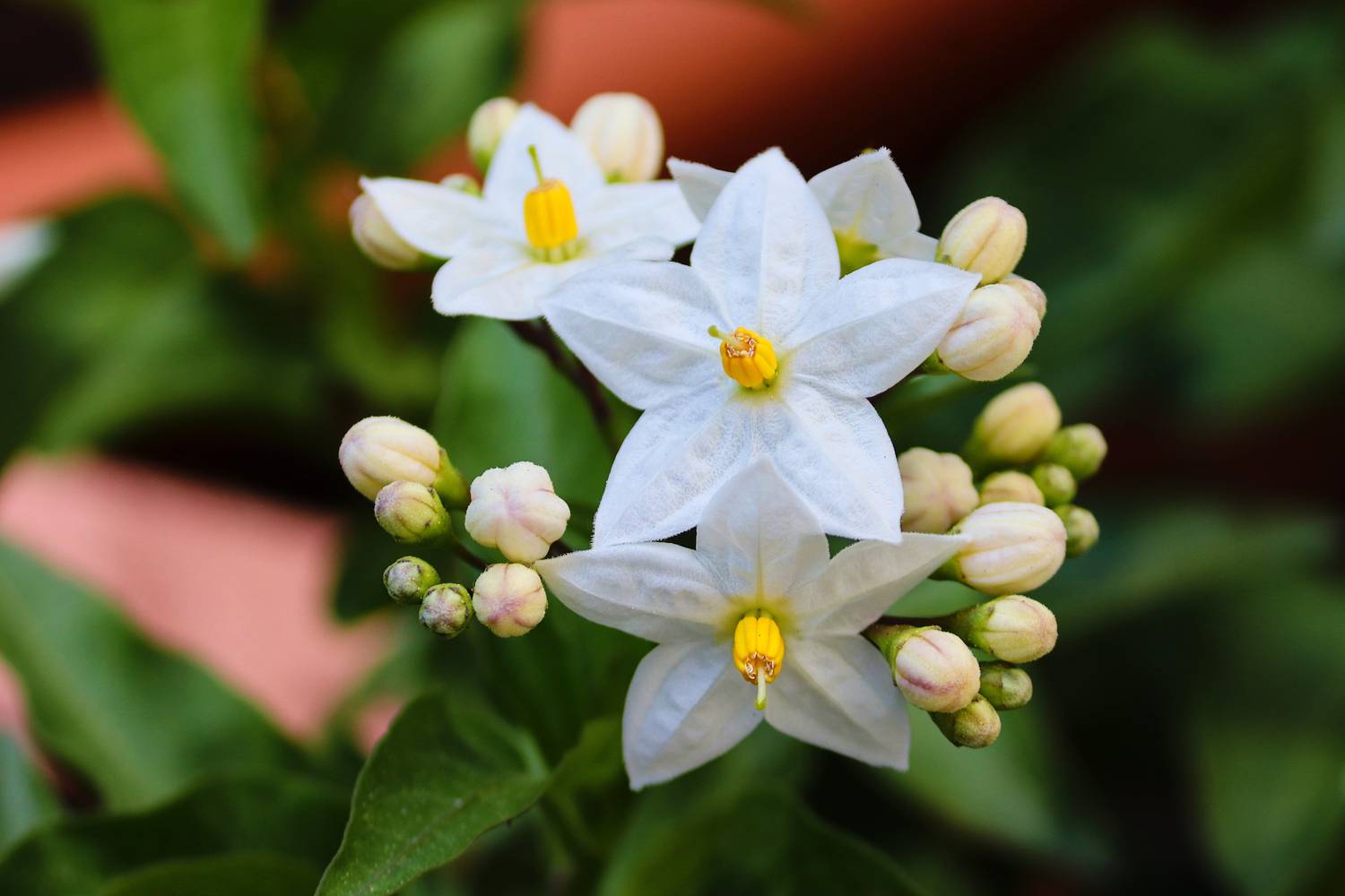 jasmin, fleurs