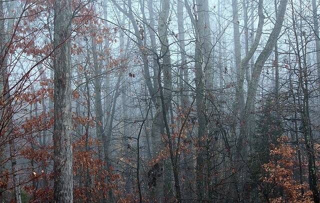 L’hiver en forêt, deuxième partie