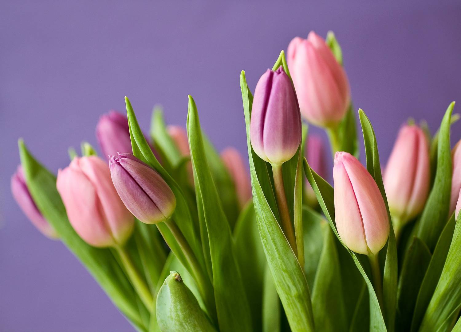 violettes, tourrettes