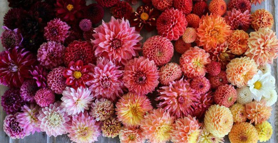 Pensons aux dahlias,