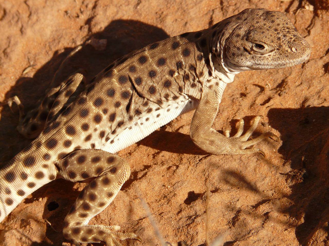 Incendie dans le Var; Loïc Dombreval; Barbara Pompili; Tortue d'Hermann, Village des tortues;