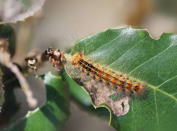 Bombyx disparate