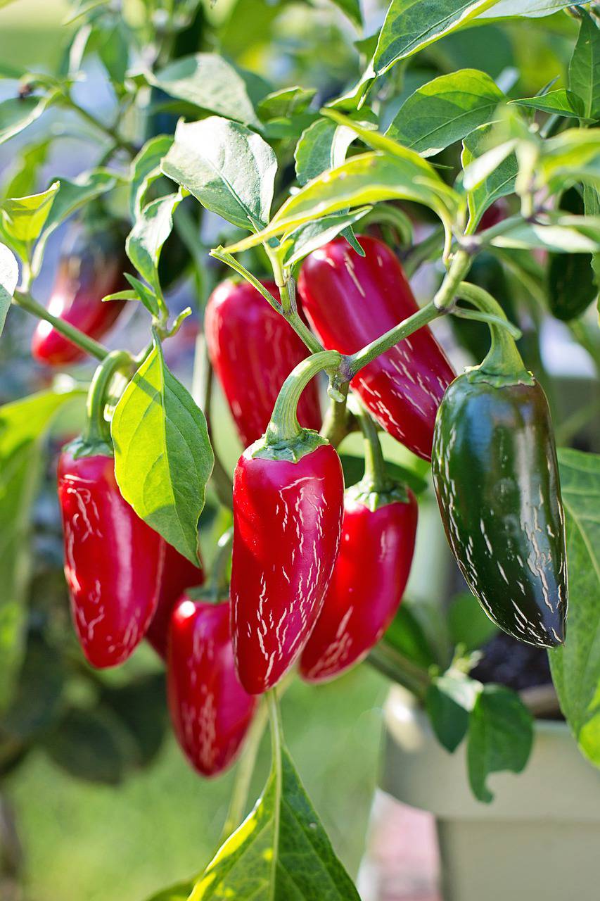 Piments au vinaigre