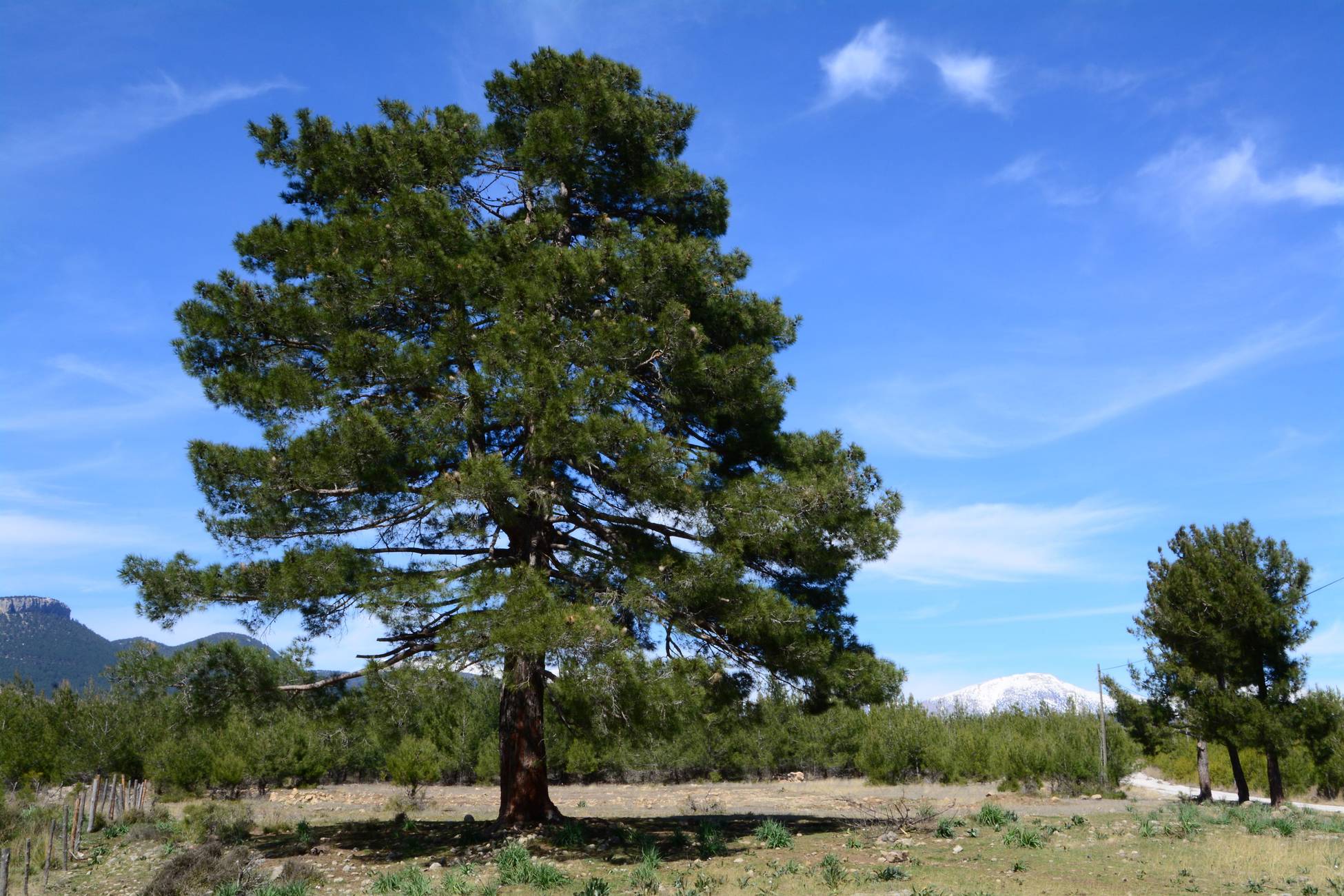 Planter les forêts de demain ; ONF ; Pin Brutia ; Tournefort ; Pin d'Alep