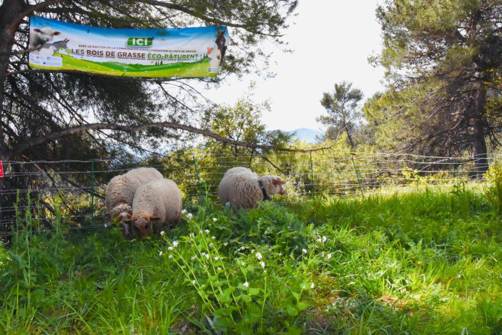 L’éco-pâturage s’installe au Bois de Grasse ; EBG ; Jérôme Viaud ; Jean-Pascal Decroix ; Philippe DeRaco ; greendeal.